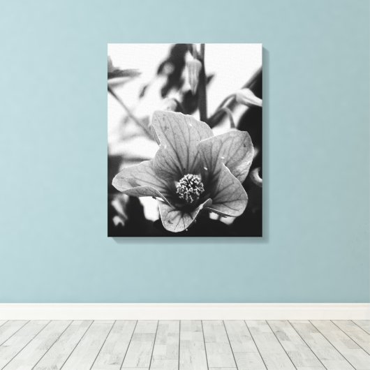 Redvein Abutilon - zwarte en witte foto Canvas Afdruk (Insitu (Houten vloer))