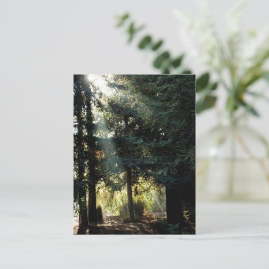 Redwood bomen in de ochtend briefkaart (Staand voorkant)