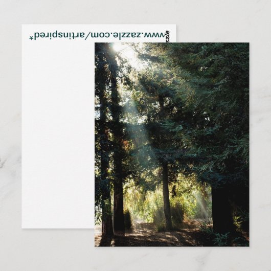 Redwood bomen in de ochtend briefkaart (Voorkant / Achterkant)