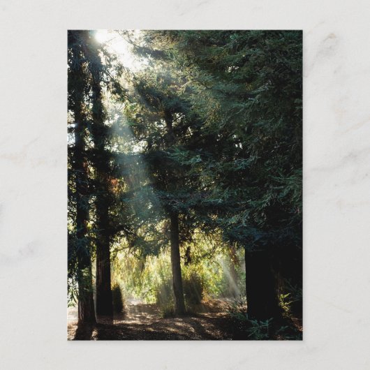 Redwood bomen in de ochtend briefkaart (Voorkant)