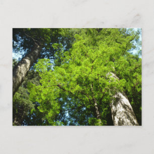 Redwood Boughs in Redwood National Park Briefkaart