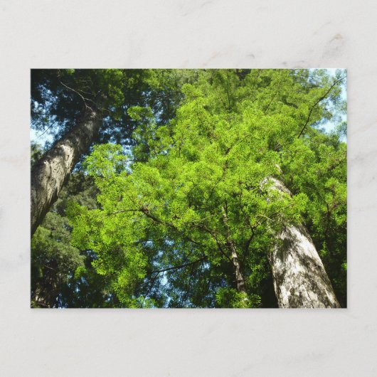Redwood Boughs in Redwood National Park Briefkaart (Voorkant)