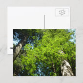 Redwood Boughs in Redwood National Park Briefkaart (Voorkant / Achterkant)