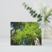 Redwood Boughs in Redwood National Park Briefkaart (Staand voorkant)