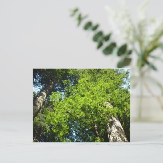 Redwood Boughs in Redwood National Park Briefkaart (Staand voorkant)