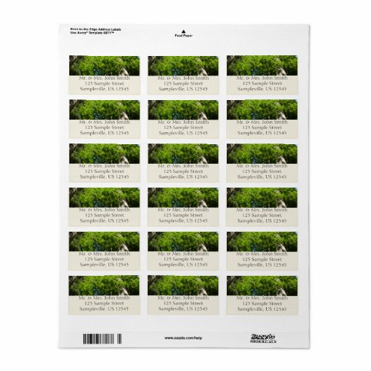 Redwood Boughs in Redwood National Park Etiket (Full Sheet)