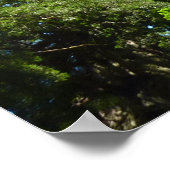 Redwood Boughs in Redwood National Park Poster (Hoek)