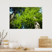 Redwood Boughs in Redwood National Park Poster (Keuken)
