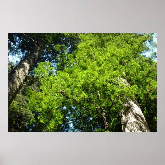 Redwood Boughs in Redwood National Park Poster (Voorkant)
