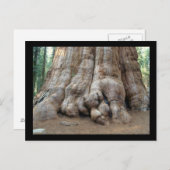 Redwood Briefkaart (Voorkant / Achterkant)