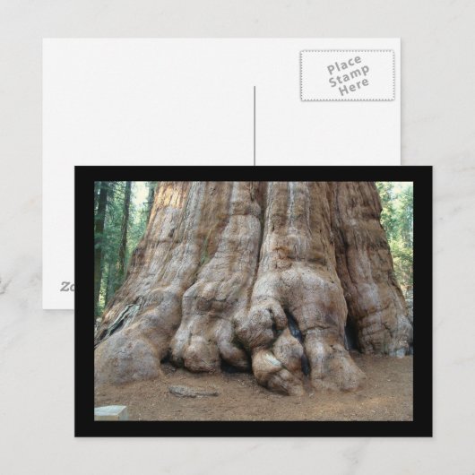 Redwood Briefkaart (Voorkant / Achterkant)