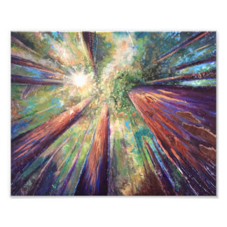 Redwood Canopy Foto Afdruk