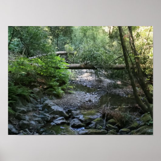 "Redwood Creek", Muir Bossen Poster (Voorkant)