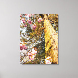 Redwood en Cherry Blossom Canvas Afdruk