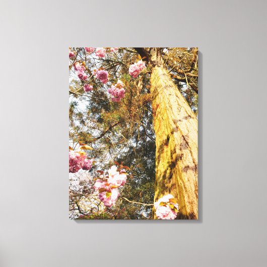 Redwood en Cherry Blossom Canvas Afdruk (Voorkant)