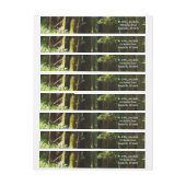 Redwood en Ferns in Redwood National Park (Vel)