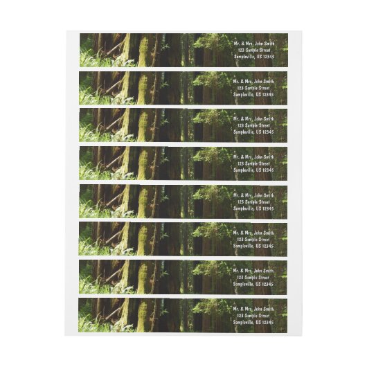 Redwood en Ferns in Redwood National Park (Vel)