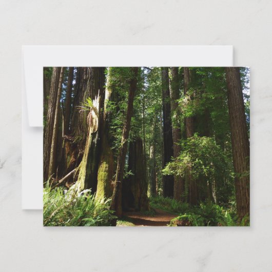 Redwood en Ferns in Redwood National Park (Voorkant)