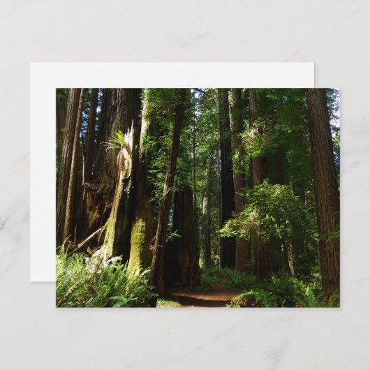 Redwood en Ferns in Redwood National Park (Voorkant / Achterkant)