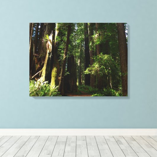 Redwood en Ferns in Redwood National Park Canvas Afdruk (Insitu (Houten vloer))