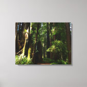 Redwood en Ferns in Redwood National Park Canvas Afdruk (Voorkant)