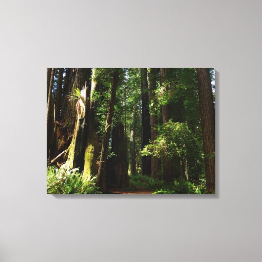 Redwood en Ferns in Redwood National Park Canvas Afdruk (Voorkant)