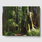 Redwood en Ferns in Redwood National Park Gastenboek (Achterkant)
