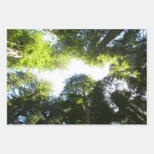 Redwood en Ferns in Redwood National Park Inpakpapier Vel (Voorkant 2)