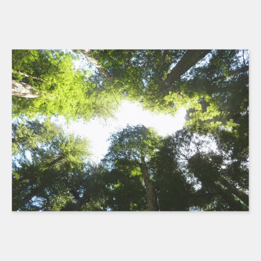 Redwood en Ferns in Redwood National Park Inpakpapier Vel (Voorkant 2)