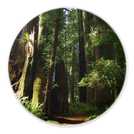 Redwood en Ferns in Redwood National Park Keramische Knop (Voorkant)