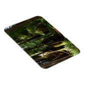 Redwood en Ferns in Redwood National Park Magneet (Rechterzijde)