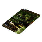 Redwood en Ferns in Redwood National Park Magneet (Linkerzijde)