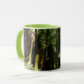 Redwood en Ferns in Redwood National Park Mok (Voorkant links)