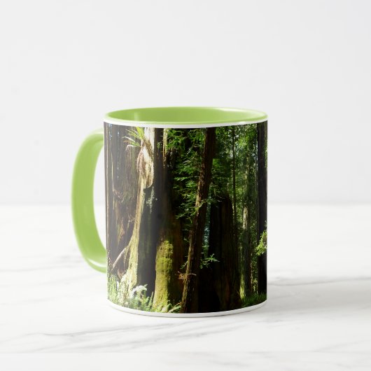 Redwood en Ferns in Redwood National Park Mok (Voorkant links)