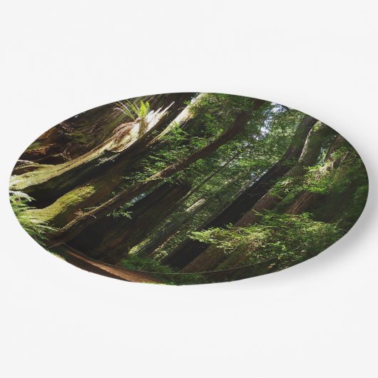Redwood en Ferns in Redwood National Park Papieren Bordje (Gekanteld)