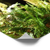 Redwood en Ferns in Redwood National Park Poster (Hoek)