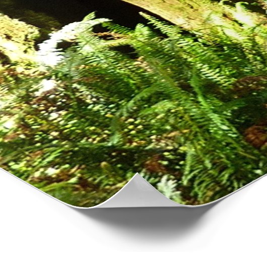 Redwood en Ferns in Redwood National Park Poster (Hoek)