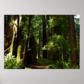 Redwood en Ferns in Redwood National Park Poster (Voorkant)