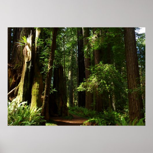 Redwood en Ferns in Redwood National Park Poster (Voorkant)