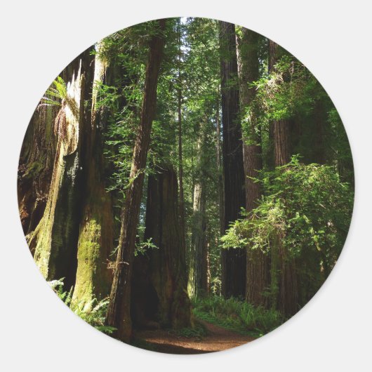 Redwood en Ferns in Redwood National Park Ronde Sticker (Voorkant)