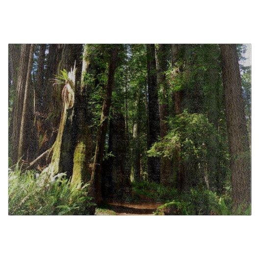 Redwood en Ferns in Redwood National Park Snijplank (Voorkant)