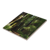 Redwood en Ferns in Redwood National Park Tegeltje (Zijkant)