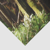 Redwood en Ferns in Redwood National Park Tissuepapier (Detail)