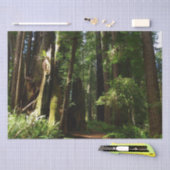 Redwood en Ferns in Redwood National Park Tissuepapier (Craft)