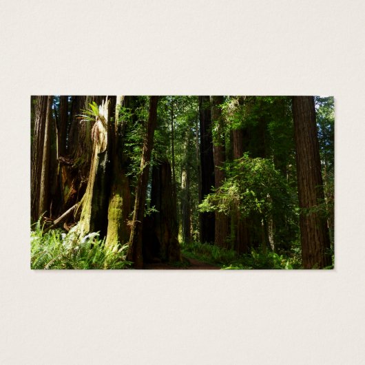 Redwood en Ferns in Redwood National Park Visitekaartje (Achterkant)