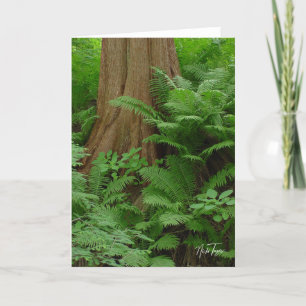 Redwood & Ferns-kaart Bedankkaart