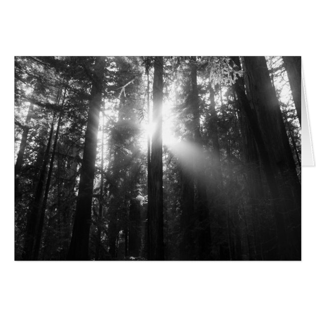 Redwood Forest (Voorkant Horizontaal)