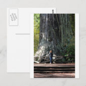 Redwood Forest Briefkaart (Voorkant / Achterkant)