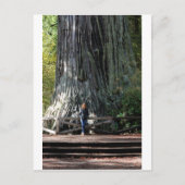 Redwood Forest Briefkaart (Voorkant)