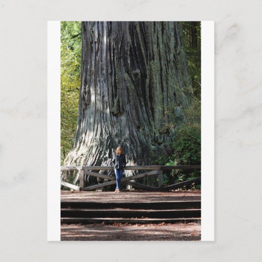 Redwood Forest Briefkaart (Voorkant)